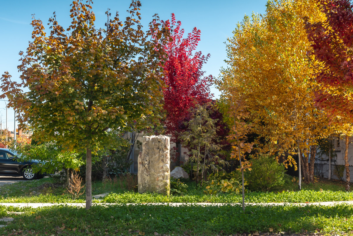 Trees & Public Spaces